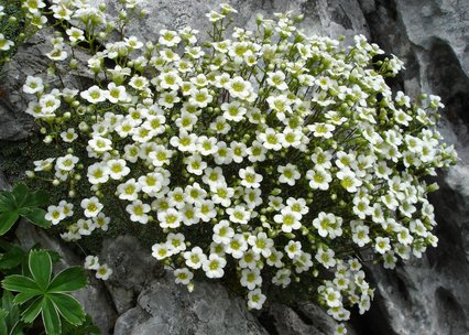 Saxifraga squarrosa