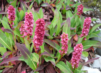 Polygonum emodii