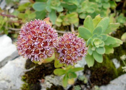 Sedum anacampseros