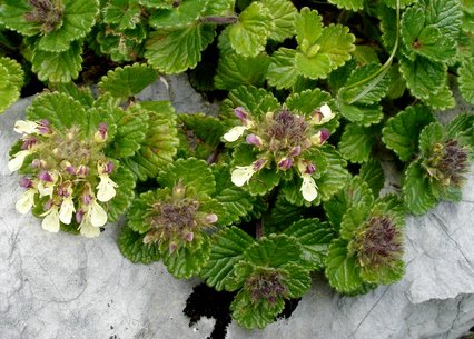 Teucrium pyrenaicum