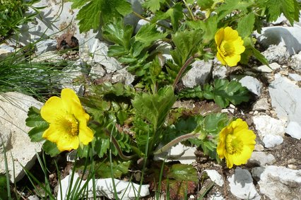 Geum montanum