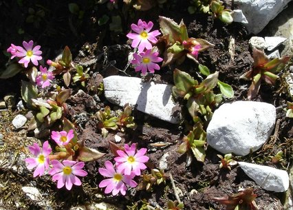 Primula warshenewskiana