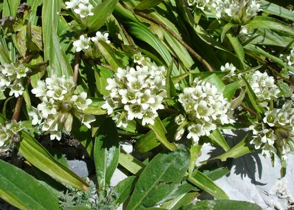 Gentiana tibetica