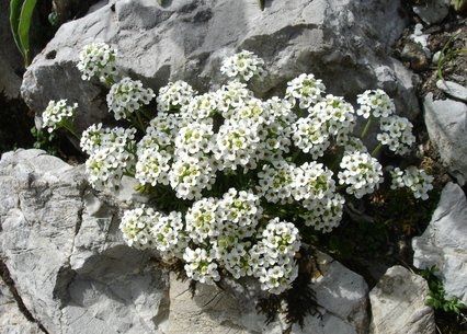 Pritzelago alpina