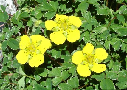 Potentilla ambigua