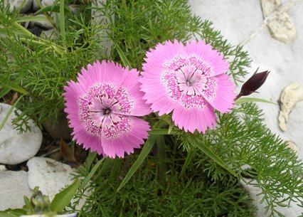 Dianthus callizonus