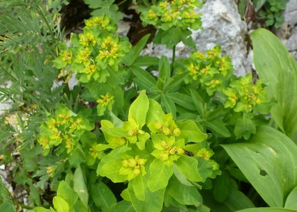 Euphorbia polychroma