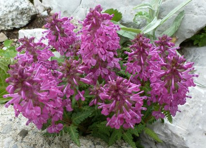 Pedicularis verticillata