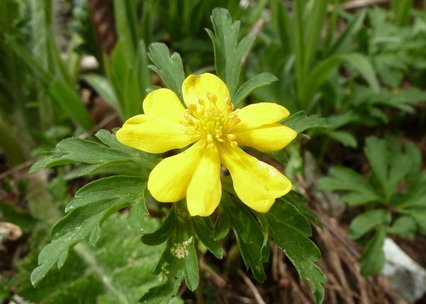 Anemone ranunculoides