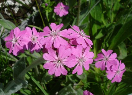 Lychnis flos-jovis