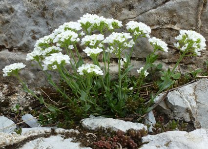 Thlaspi alpinum