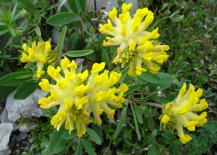 Anthyllis vulneraria