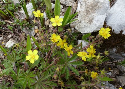 Potentilla heptaphylla