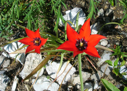 Tulipa inifolia