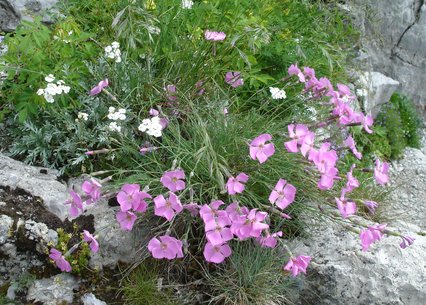 Dianthus sylvestris