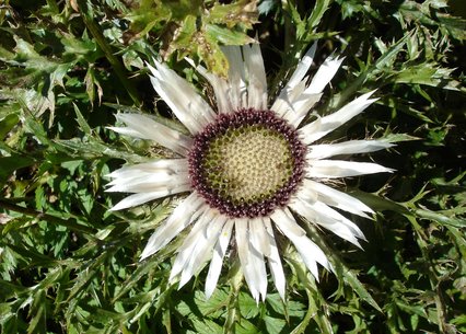 Carlina acaulis