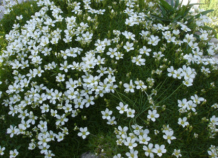 Minuartia graminifolia