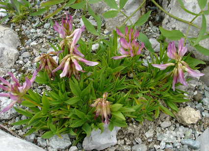 Trifolium alpinum