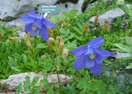 Aquilegia bertolonii