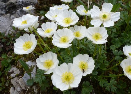 Ranunculus alpestris