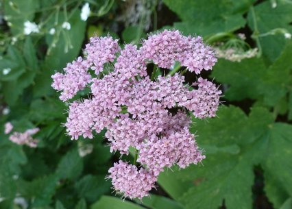 Pimpinella major