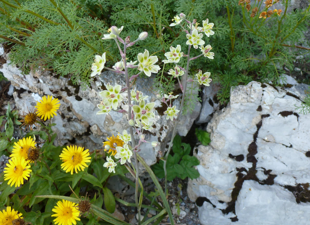 Zigadenus elegans