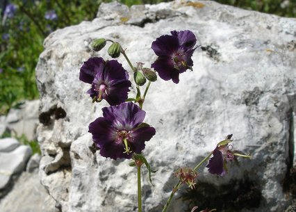 Geranium phaeum