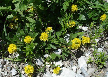 Solidago decumbens