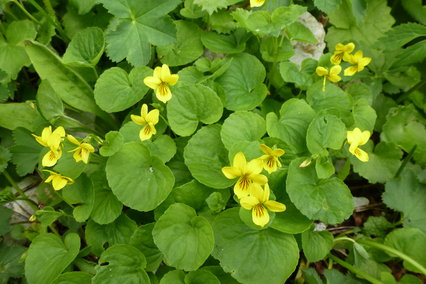 Viola biflora