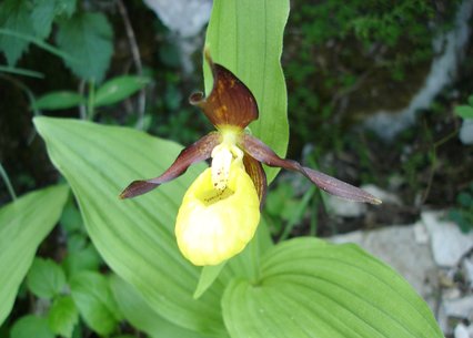 Cypripedium calceolus