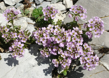 Thlaspi_rotundifolium