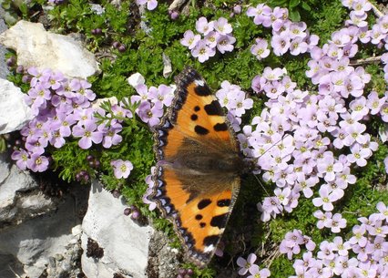 Petrocallis pyrenaica & Aglais urticae