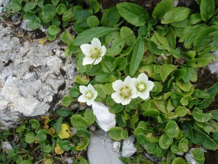 Parnassia palustris