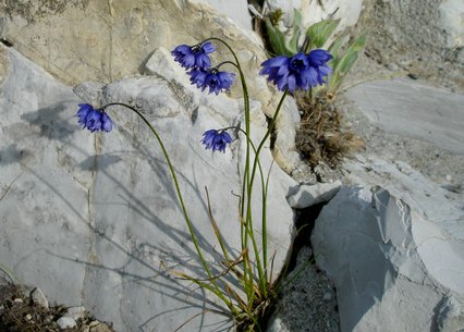 Allium cyaneum