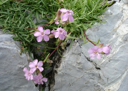 Saponaria caespitosa