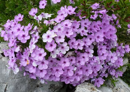 Phlox douglasii