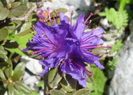 Rhododendron russatum