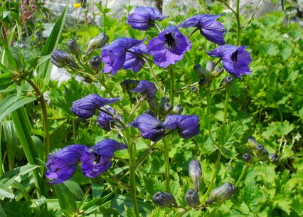 Delphinium cashmerianum