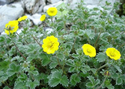 Potentilla villosa