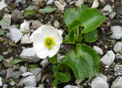 Ranunculus crenatus