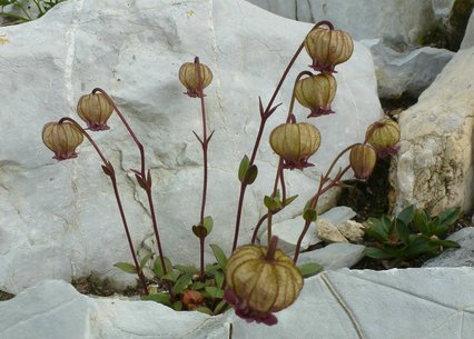 Silene setisperma