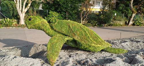 Tortue