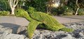 Tortue