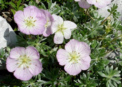 Geranium argenteum