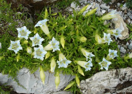 Gentiana angustifolia alba