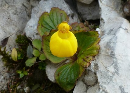 Calceolaria biflora