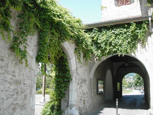 Habillage des façades de verdure à La Tour-de-Peilz