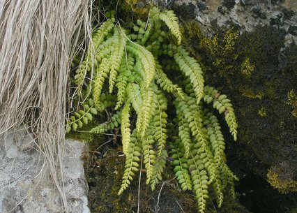 Asplenium viride