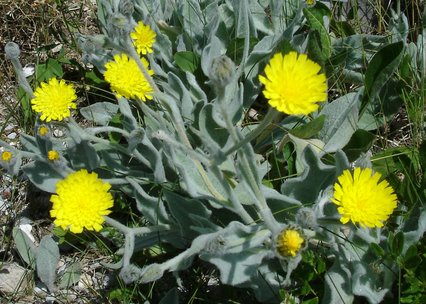 Hieracium tomentosum