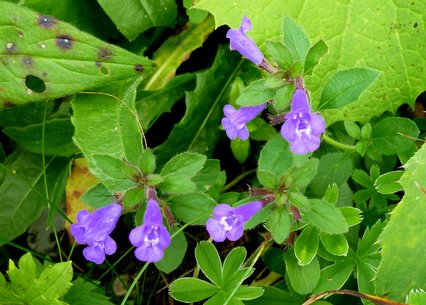 Acinos alpinus